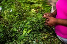 Le Futur du Soin Vient d'Afrique : Quand les Super-Ingrédients Locaux Rencontrent la Science Votedefan 30102025 Plante Medicinale