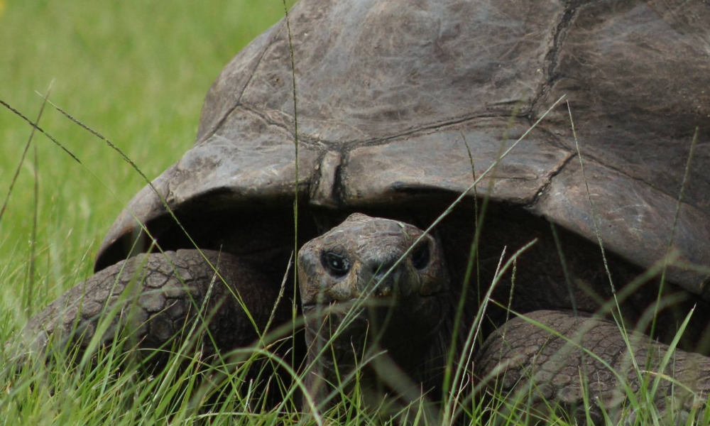 votedean 2603026 tortue